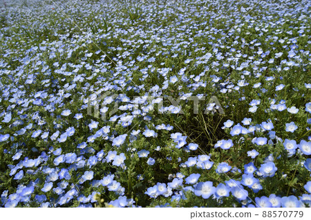 Nemophila Nemophila 88570779