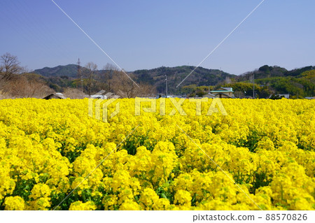 Young rape field Young rape field 88570826