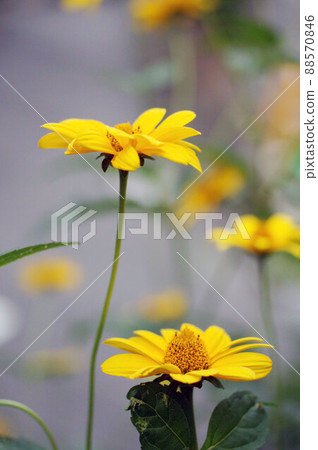A lot of Jerusalem artichokes 88570846