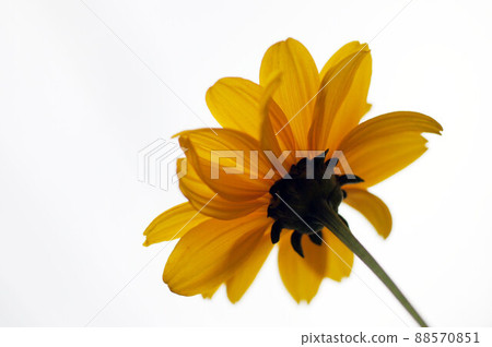 The back side of one wheel of Jerusalem artichoke The back side of one wheel of Jerusalem artichoke 88570851