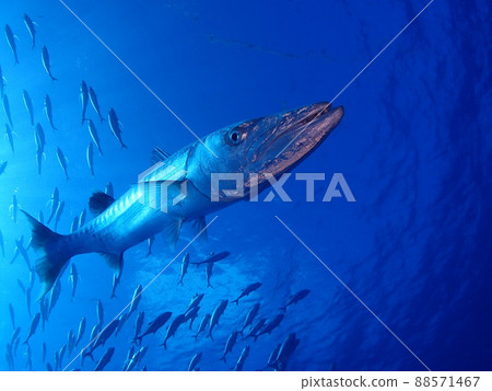 怪物魚朝我們走來 怪物魚朝我們走來 88571467