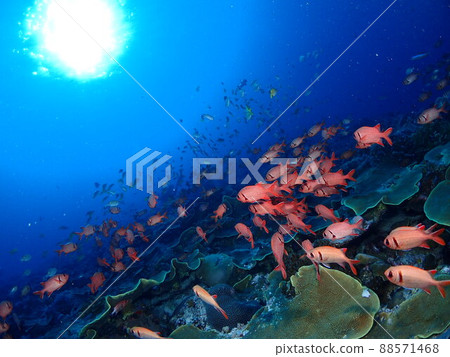 魚兒排成一排朝太陽遊 88571468