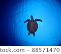 海龜在陽光下優雅地游泳 88571470