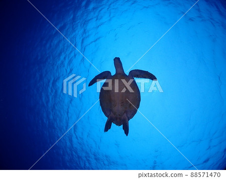 海龜在陽光下優雅地游泳 海龜在陽光下優雅地游泳 88571470