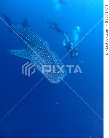 與鯨魚一起游泳 與鯨魚一起游泳 88571471