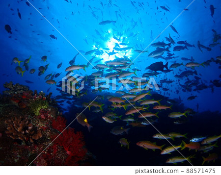 陽光下盤旋的熱帶魚 陽光下盤旋的熱帶魚 88571475