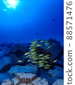 熱帶魚在陽光下游泳 88571476