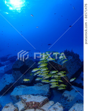 熱帶魚在陽光下游泳 熱帶魚在陽光下游泳 88571476