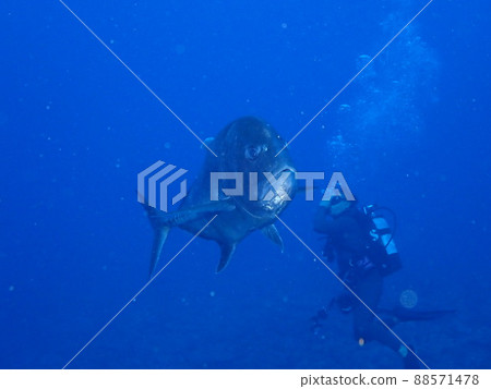 大魚?我很驚訝! 大魚?我很驚訝! 88571478
