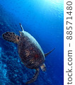 海龜優雅地在沖繩海中游泳 88571480