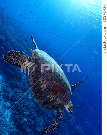 海龜優雅地在沖繩海中游泳 海龜優雅地在沖繩海中游泳 88571480