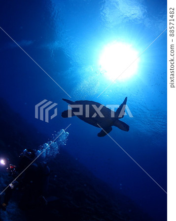 海龜在陽光下優雅地游泳 海龜在陽光下優雅地游泳 88571482