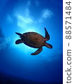 海龜在陽光下優雅地游泳 88571484