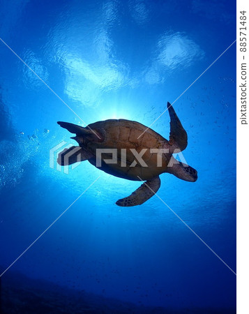 海龜在陽光下優雅地游泳 海龜在陽光下優雅地游泳 88571484