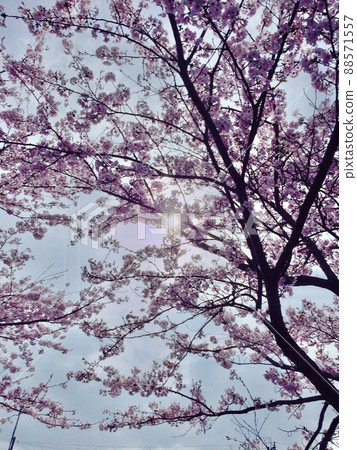 Cherry blossoms in blue sky Cherry blossoms in blue sky 88571557