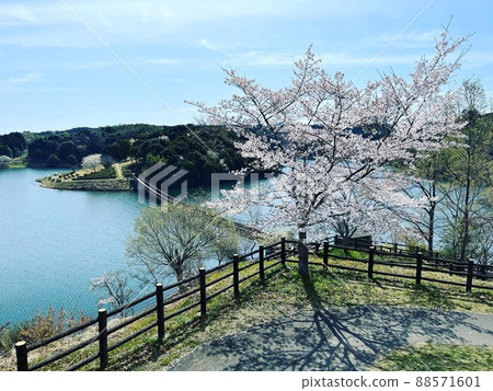 The color of the cherry blossoms does not lose The color of the cherry blossoms does not lose 88571601