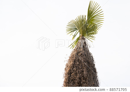 A strange plant A strange plant 88571705