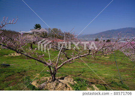 Peach and Rape blossom competition-Spring in Yamanashi Peach and Rape blossom competition-Spring in Yamanashi 88571706
