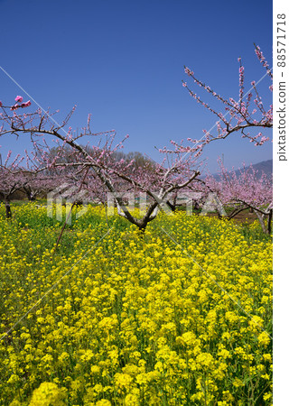 Peach and Rape blossom competition-Spring in Yamanashi Peach and Rape blossom competition-Spring in Yamanashi 88571718