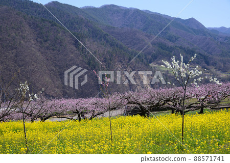 Peach and Rape blossom competition-Spring in Yamanashi 88571741