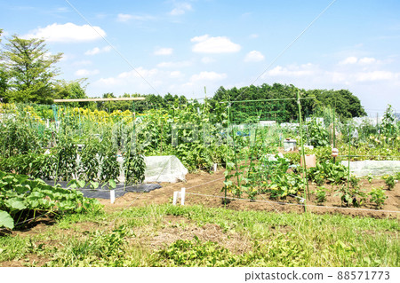 Citizen's farm Rental farm 88571773