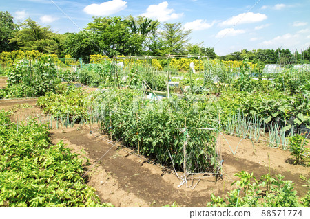 Citizen's farm Rental farm 88571774