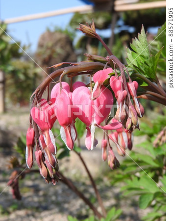 蘭普羅卡諾葡萄 蘭普羅卡諾葡萄 88571905