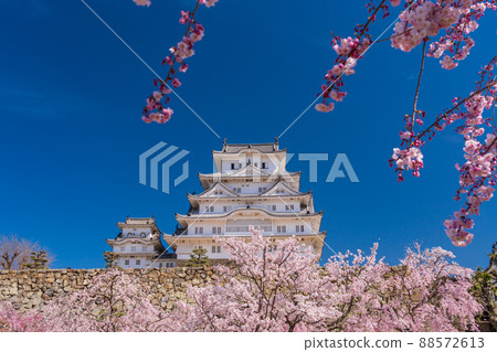 (Hyogo Prefecture) World Heritage Himeji Castle Sakura in full bloom (Hyogo Prefecture) World Heritage Himeji Castle Sakura in full bloom 88572613