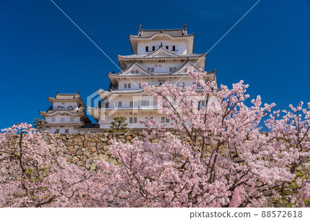 (兵庫縣)世界遺產姬路城櫻花盛開 (兵庫縣)世界遺產姬路城櫻花盛開 88572618