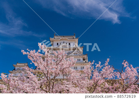 (兵庫縣)世界遺產姬路城櫻花盛開 (兵庫縣)世界遺產姬路城櫻花盛開 88572619