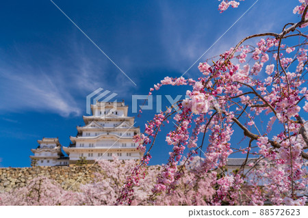 （兵庫縣）世界遺產姬路城櫻花盛開 88572623