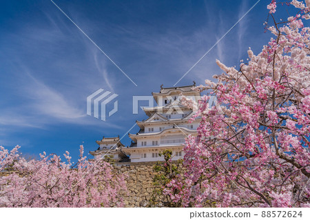 (Hyogo Prefecture) World Heritage Himeji Castle Sakura in full bloom (Hyogo Prefecture) World Heritage Himeji Castle Sakura in full bloom 88572624