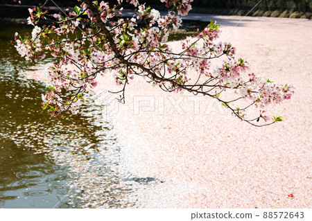 三崎水邊公園的櫻花 三崎水邊公園的櫻花 88572643