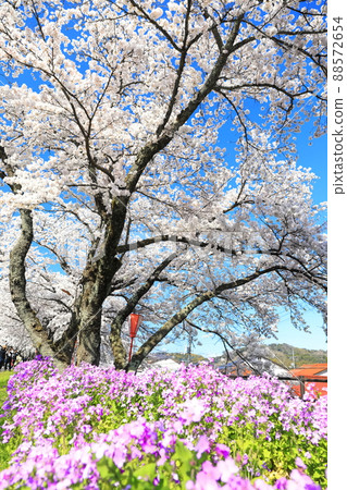 [Shimane Prefecture] Hiikawa embankment cherry blossom trees under clear skies (Unnan City) 88572654