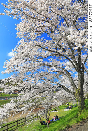 [島根縣]晴空下的比伊川堤櫻花樹（雲南市） 88572657