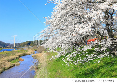 [Shimane Prefecture] Hiikawa embankment cherry blossom trees under clear skies (Unnan City) 88572665