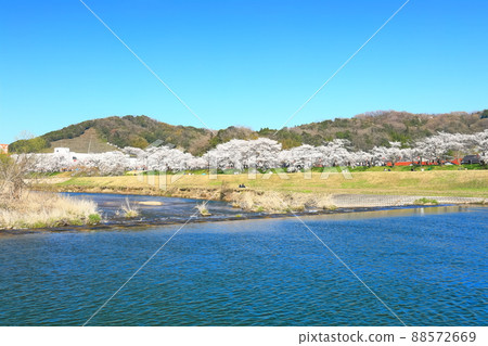 [島根縣]晴空下的比伊川堤櫻花樹（雲南市） 88572669