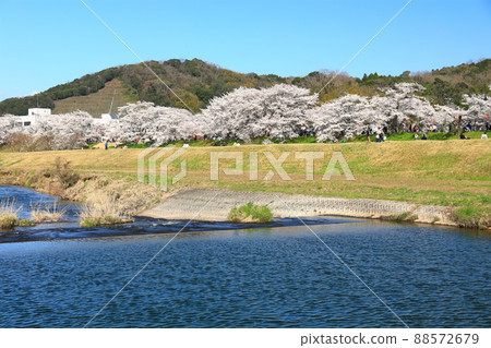 [島根縣]晴空下的比伊川堤櫻花樹（雲南市） 88572679