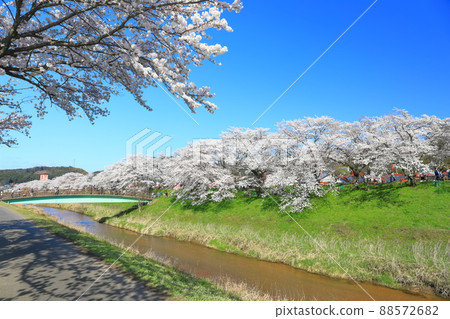 [島根縣]晴空下的比伊川堤櫻花樹（雲南市） 88572682