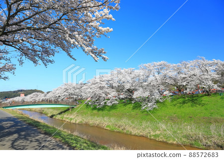 [島根縣]晴空下的比伊川堤櫻花樹（雲南市） 88572683