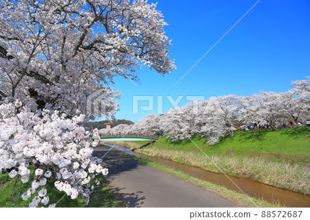 [島根縣]晴空下的比伊川堤櫻花樹（雲南市） 88572687