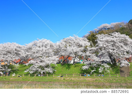 [Shimane Prefecture] Hiikawa embankment cherry blossom trees under clear skies (Unnan City) 88572691
