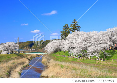 [島根縣]晴空下的比伊川堤櫻花樹（雲南市） 88572695