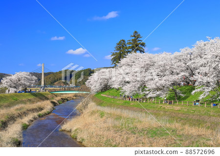 [Shimane Prefecture] Hiikawa embankment cherry blossom trees under clear skies (Unnan City) 88572696
