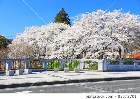 [島根縣]晴空下的比伊川堤櫻花樹（雲南市） 88572701