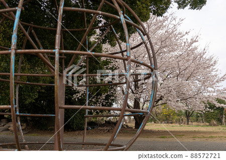 Rotating jungle gym and cherry blossoms 88572721