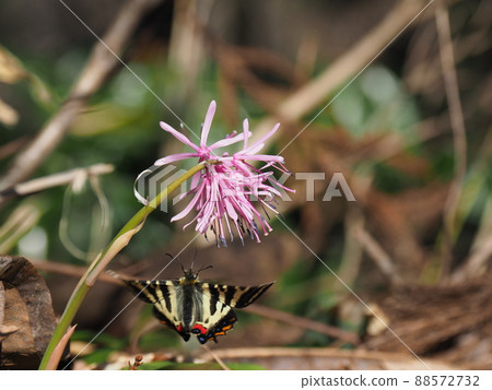 Japanese luehdorfia that came to the flower of Heloniopsis orientalis Japanese luehdorfia that came to the flower of Heloniopsis orientalis 88572732