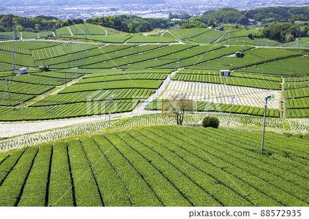 代表福岡縣的名茶產地——美麗的八女中央茶園 代表福岡縣的名茶產地——美麗的八女中央茶園 88572935