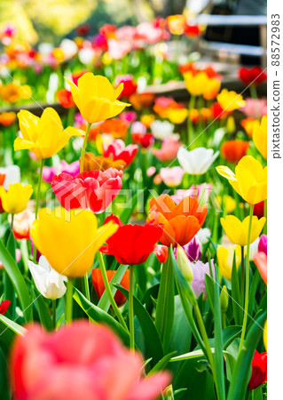 Colorful tulip field Colorful tulip field 88572983