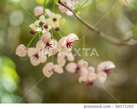 高安山明美花 高安山明美花 88573205